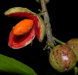   Fruits:   Casearia aculeata ; Photo by Reinaldo Aguilar, flickr.com
